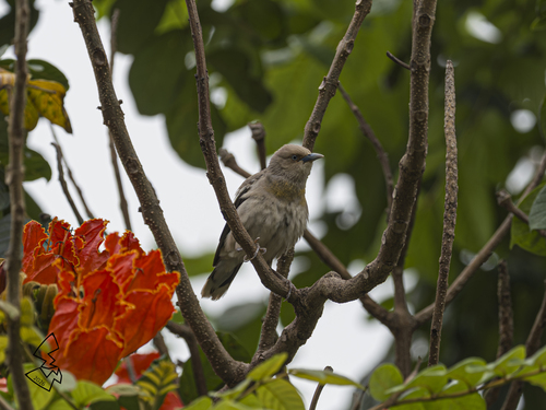 White-shouldered Starling