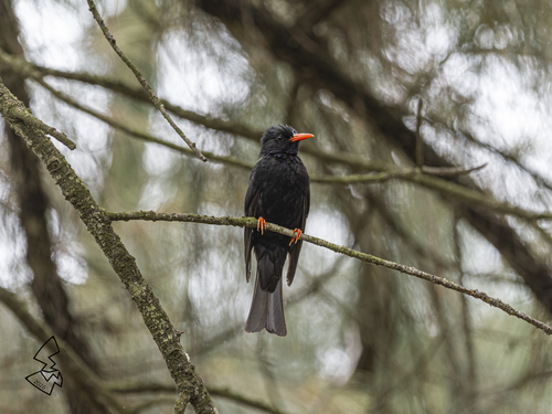 Black Bulbul