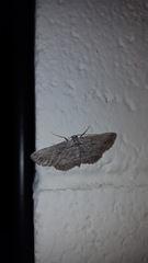 Lepidoptera