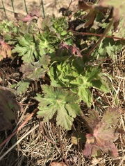 Geranium macrorrhizum
