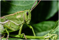 Staleochlora viridicata