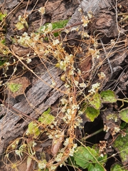 Cuscuta chinensis