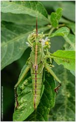 Staleochlora viridicata