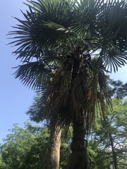 Trachycarpus