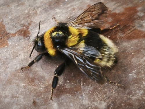 Bombus ruderatus siculus