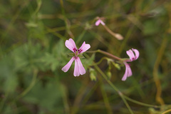 Pelargonium patulum