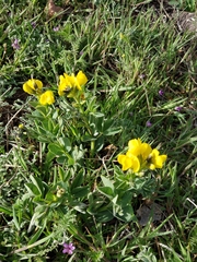 Thermopsis divaricarpa