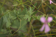 Pelargonium patulum