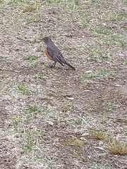 Turdus migratorius