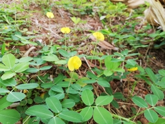 Arachis duranensis