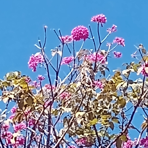 pink ipê