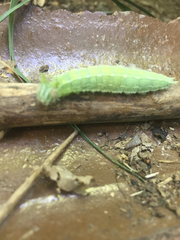Apaturinae