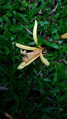 Pterospermum acerifolium