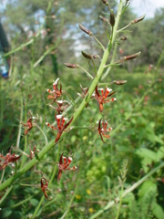 Lopezia trichota