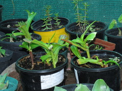 Nepenthes alata × ventricosa