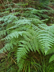 Hypolepis sparsisora