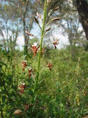Lopezia trichota