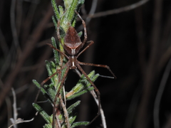 Menneus superciliosus