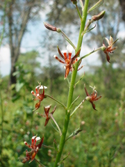 Lopezia trichota