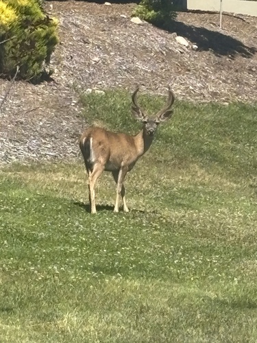 Columbian Black-tailed Deer seen in Sonoma Valley