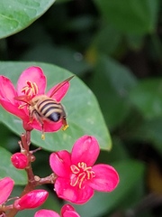 Apis mellifera