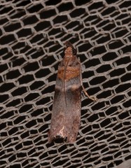 Calguia defiguralis