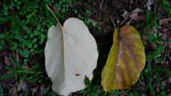 Pterospermum acerifolium