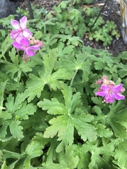 Geranium macrorrhizum