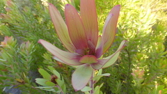 Leucadendron orientale