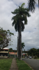 Roystonea borinquena