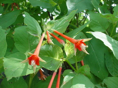 Fuchsia fulgens