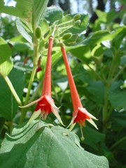 Fuchsia fulgens