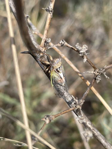 Aridland Cicada