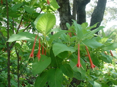 Fuchsia fulgens