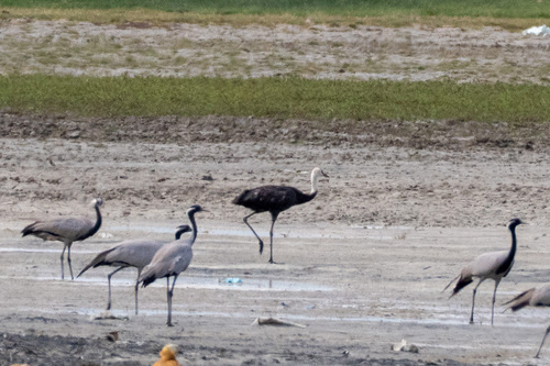 Hooded Crane (Grus monacha), photo 3
