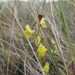 Linaria odora