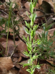 Genista germanica, photograph author not stated, no rights reserved