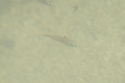 Ostorhinchus margaritophorus observed 2026-07-05