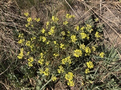 Erysimum crepidifolium
