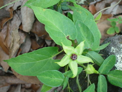 Gonolobus uniflorus