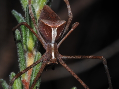 Menneus superciliosus