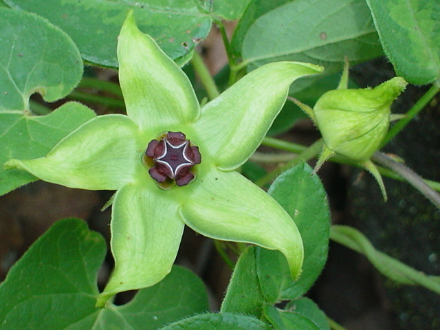 Gonolobus uniflorus