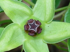 Gonolobus uniflorus