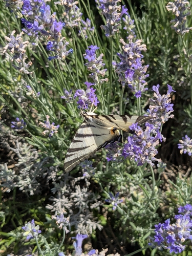 Scarce Swallowtail