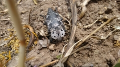 Capnodis miliaris