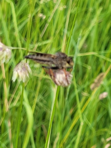 Bruinvleugelroofvlieg, Ommen, Nederland, photo 6 of 10
