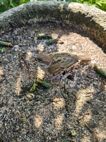 Eurasian Tree Sparrow