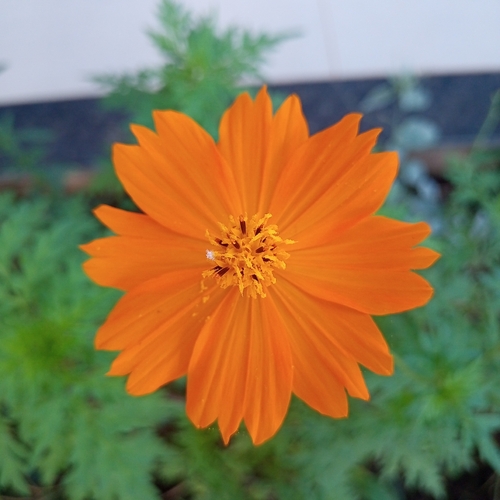 Yellow Cosmos