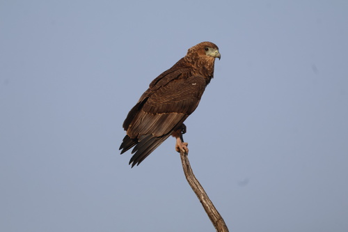 Bateleur