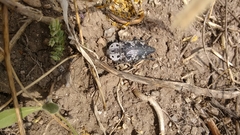Capnodis miliaris